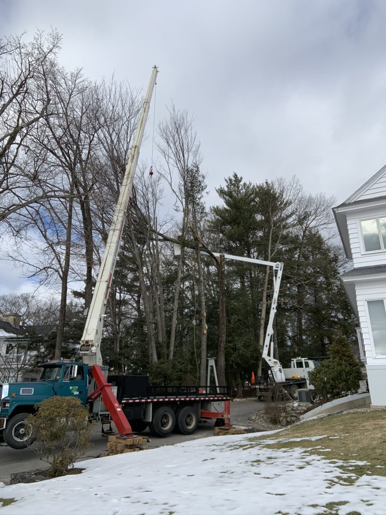 Tree Removal Climbing Bucket Truck Crane – Lovering Tree Care